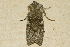  ( - AVBC 1358-12)  @12 [ ] CreativeCommons - Attribution (2013) CBG Photography Group Centre for Biodiversity Genomics