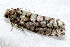  ( - AVBC 170-10)  @12 [ ] CreativeCommons - Attribution (2010) CBG Photography Group Centre for Biodiversity Genomics