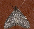  (Saucrobotys fumoferalis PS1 - AVBC 174-10)  @14 [ ] CreativeCommons - Attribution (2010) CBG Photography Group Centre for Biodiversity Genomics