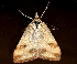  (Pyrausta semirubralis - AVBC 181-10)  @13 [ ] CreativeCommons - Attribution (2010) CBG Photography Group Centre for Biodiversity Genomics