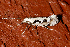  ( - AVBC 199-10)  @13 [ ] CreativeCommons - Attribution (2010) CBG Photography Group Centre for Biodiversity Genomics