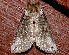  ( - AVBC 240-10)  @13 [ ] CreativeCommons - Attribution (2010) CBG Photography Group Centre for Biodiversity Genomics