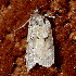  ( - AVBC 243-10)  @11 [ ] CreativeCommons - Attribution (2010) CBG Photography Group Centre for Biodiversity Genomics