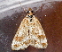  ( - AVBC 280-10)  @12 [ ] CreativeCommons - Attribution (2010) CBG Photography Group Centre for Biodiversity Genomics