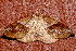  ( - AVBC 290-10)  @13 [ ] CreativeCommons - Attribution (2010) CBG Photography Group Centre for Biodiversity Genomics