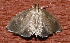  ( - AVBC 298-10)  @13 [ ] CreativeCommons - Attribution (2010) CBG Photography Group Centre for Biodiversity Genomics