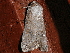  ( - AVBC 320-10)  @13 [ ] CreativeCommons - Attribution (2010) CBG Photography Group Centre for Biodiversity Genomics