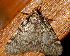  ( - AVBC 337-10)  @12 [ ] CreativeCommons - Attribution (2010) CBG Photography Group Centre for Biodiversity Genomics