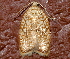  ( - AVBC 351-10)  @13 [ ] CreativeCommons - Attribution (2010) CBG Photography Group Centre for Biodiversity Genomics