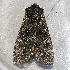  ( - AVBC 379-10)  @13 [ ] CreativeCommons - Attribution (2010) CBG Photography Group Centre for Biodiversity Genomics