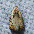  ( - AVBC 622-10)  @12 [ ] CreativeCommons - Attribution (2010) CBG Photography Group Centre for Biodiversity Genomics