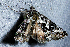  ( - AVBC 626-10)  @12 [ ] CreativeCommons - Attribution (2010) CBG Photography Group Centre for Biodiversity Genomics