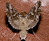  ( - AVBC 635-10)  @12 [ ] CreativeCommons - Attribution (2010) CBG Photography Group Centre for Biodiversity Genomics