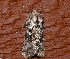  ( - AVBC 641-10)  @12 [ ] CreativeCommons - Attribution (2010) CBG Photography Group Centre for Biodiversity Genomics