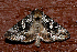  ( - AVBC 646-10)  @12 [ ] CreativeCommons - Attribution (2010) CBG Photography Group Centre for Biodiversity Genomics