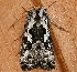 ( - AVBC 662-10)  @12 [ ] CreativeCommons - Attribution (2010) CBG Photography Group Centre for Biodiversity Genomics
