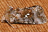  ( - AVBC 664-10)  @12 [ ] CreativeCommons - Attribution (2010) CBG Photography Group Centre for Biodiversity Genomics