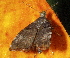  ( - AVBC 665-10)  @12 [ ] CreativeCommons - Attribution (2010) CBG Photography Group Centre for Biodiversity Genomics