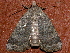  ( - AVBC 726-10)  @13 [ ] CreativeCommons - Attribution (2010) CBG Photography Group Centre for Biodiversity Genomics