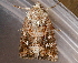  ( - AVBC 747-10)  @12 [ ] CreativeCommons - Attribution (2010) CBG Photography Group Centre for Biodiversity Genomics