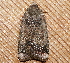  ( - AVBC 768-10)  @13 [ ] CreativeCommons - Attribution (2010) CBG Photography Group Centre for Biodiversity Genomics