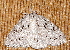  ( - AVBC 780-10)  @12 [ ] CreativeCommons - Attribution (2010) CBG Photography Group Centre for Biodiversity Genomics