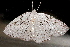  ( - AVBC 785-10)  @12 [ ] CreativeCommons - Attribution (2010) CBG Photography Group Centre for Biodiversity Genomics