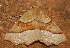  ( - AVBC 786-10)  @12 [ ] CreativeCommons - Attribution (2010) CBG Photography Group Centre for Biodiversity Genomics