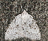  ( - AVBC 787-10)  @12 [ ] CreativeCommons - Attribution (2010) CBG Photography Group Centre for Biodiversity Genomics