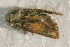  ( - AVBC 820-10)  @12 [ ] CreativeCommons - Attribution (2010) CBG Photography Group Centre for Biodiversity Genomics