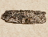  ( - AVBC 851-11)  @12 [ ] CreativeCommons - Attribution (2011) CBG Photography Group Centre for Biodiversity Genomics