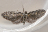  ( - AVBC 856-11)  @12 [ ] CreativeCommons - Attribution (2011) CBG Photography Group Centre for Biodiversity Genomics