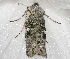  ( - AVBC 867-11)  @13 [ ] CreativeCommons - Attribution (2011) CBG Photography Group Centre for Biodiversity Genomics