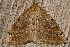  ( - AVBC 873-11)  @12 [ ] CreativeCommons - Attribution (2011) CBG Photography Group Centre for Biodiversity Genomics