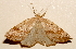  ( - AVBC 877-11)  @12 [ ] CreativeCommons - Attribution (2011) CBG Photography Group Centre for Biodiversity Genomics