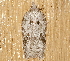  ( - AVBC 891-11)  @12 [ ] CreativeCommons - Attribution (2011) CBG Photography Group Centre for Biodiversity Genomics