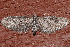  ( - AVBC 895-11)  @12 [ ] CreativeCommons - Attribution (2011) CBG Photography Group Centre for Biodiversity Genomics