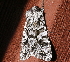  ( - AVBC 898-11)  @11 [ ] CreativeCommons - Attribution (2011) CBG Photography Group Centre for Biodiversity Genomics