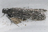  ( - AVBC 902-11)  @12 [ ] CreativeCommons - Attribution (2011) CBG Photography Group Centre for Biodiversity Genomics