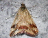  ( - AVBC 943-11)  @13 [ ] CreativeCommons - Attribution (2011) CBG Photography Group Centre for Biodiversity Genomics