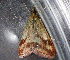  ( - AVBC 944-11)  @13 [ ] CreativeCommons - Attribution (2011) CBG Photography Group Centre for Biodiversity Genomics