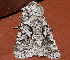  ( - AVBC 949-11)  @11 [ ] CreativeCommons - Attribution (2011) CBG Photography Group Centre for Biodiversity Genomics