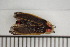  ( - ARCA-BP-JB-PL-2022)  @11 [ ] CreativeCommons  Attribution Non-Commercial (by-nc) (2024) The Xerces Society The Xerces Society