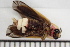  ( - ARCA-BP-JB-PL-2022)  @11 [ ] CreativeCommons  Attribution Non-Commercial (by-nc) (2024) The Xerces Society The Xerces Society