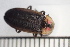  ( - MSMN-24-01-CM)  @11 [ ] CreativeCommons  Attribution Non-Commercial (by-nc) (2024) The Xerces Society The Xerces Society