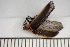  ( - MSMN-24-02-CM)  @11 [ ] CreativeCommons  Attribution Non-Commercial (by-nc) (2024) The Xerces Society The Xerces Society