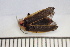 ( - MSMN-24-15-CM)  @11 [ ] CreativeCommons  Attribution Non-Commercial (by-nc) (2024) The Xerces Society The Xerces Society