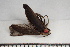  ( - MSMN-24-22-CM)  @11 [ ] CreativeCommons  Attribution Non-Commercial (by-nc) (2024) The Xerces Society The Xerces Society