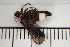  ( - MSMN-24-22-CM)  @11 [ ] CreativeCommons  Attribution Non-Commercial (by-nc) (2024) The Xerces Society The Xerces Society