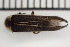  ( - OM-DIV-2023-001)  @11 [ ] CreativeCommons  Attribution Non-Commercial (by-nc) (2024) The Xerces Society The Xerces Society
